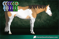 Horse Color:Buckskin Splash Frame Rabicano