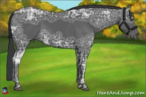 Horse Color:Black Ice 