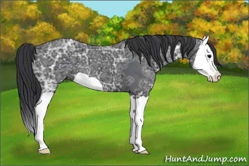 Horse Color:Black Ice Splash 