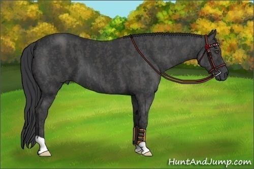 Horse Color:Black  Brindle