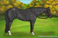 Horse Color:Black  Brindle