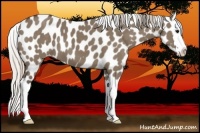 Horse Color:Silver Grullo Sabino Splash Appaloosa 