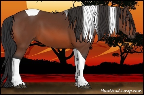 Horse Color:Bay Tobiano 