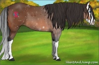 Horse Color:Bay Splash 