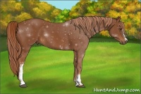 Horse Color:White Spotted Chestnut 