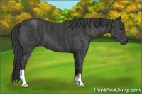 Horse Color:Black  Brindle