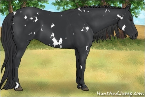 Horse Color:White Spotted Black Rabicano 