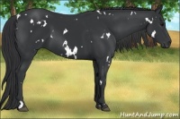Horse Color:White Spotted Black Rabicano 