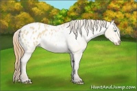 Horse Color:Amber Cream Champagne Appaloosa 