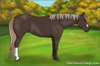 Horse Color:Liver Chestnut 