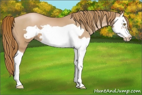 Horse Color:Chestnut Pearl Splash Frame 