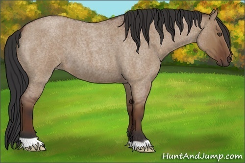 Horse Color:Bay Roan Dun 