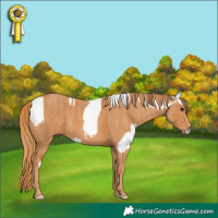Horse Color:Black Pearl Splash Tobiano Frame Rabicano Brindle