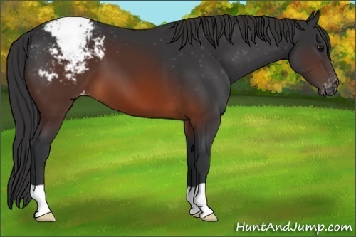 Horse Color:Brown Appaloosa 