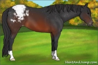 Horse Color:Brown Appaloosa 