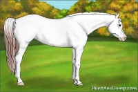 Horse Color:Blue Roan Splash Frame Appaloosa 