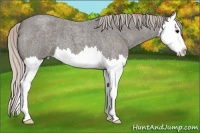 Horse Color:Silver Blue Roan Splash