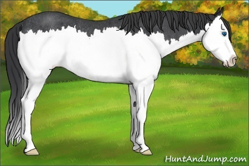 Horse Color:Blue Roan Splash Rabicano 