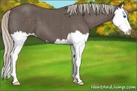 Horse Color:Silver Blue Roan Splash 