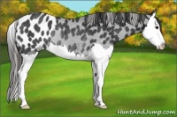 Horse Color:Black Sabino Splash Appaloosa Rabicano 