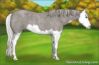 Horse Color:Silver Blue Roan Sabino Splash