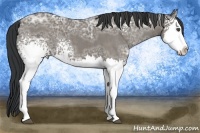 Horse Color:White Spotted Grullo Ice Splash Brindle