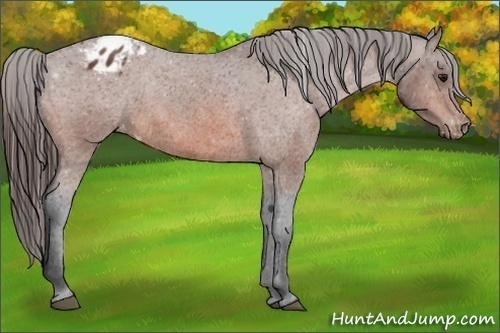 Horse Color:Bay Appaloosa 