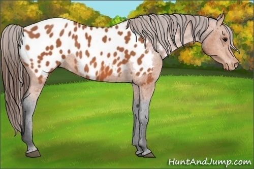 Horse Color:Bay Appaloosa 