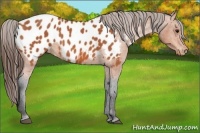Horse Color:Bay Appaloosa