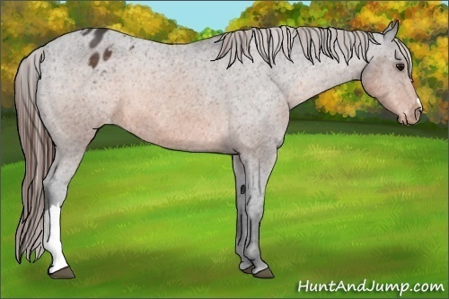 Horse Color:Brown Appaloosa