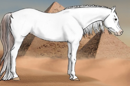 Horse Color:Bay Roan Leopard