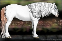 Horse Color:Bay Roan Splash Frame Appaloosa