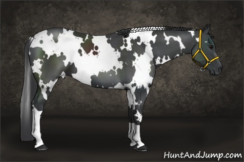 Horse Color:White Spotted Black 