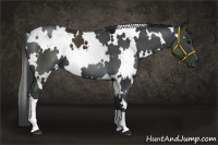 Horse Color:White Spotted Black
