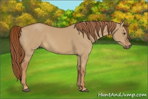 Horse Color:Red Dun