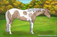 Horse Color:Silver Black Pearl Tobiano Rabicano