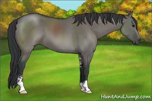 Horse Color:Grullo Sabino 