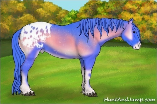 Horse Color:Watercolor Blue Onyx Appaloosa 