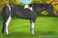 Horse Color:Black Tobiano  Brindle
