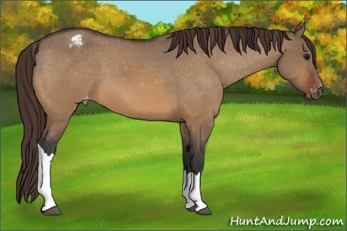 Horse Color:Bay Dun Appaloosa 
