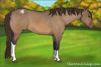 Horse Color:Bay Dun Appaloosa 