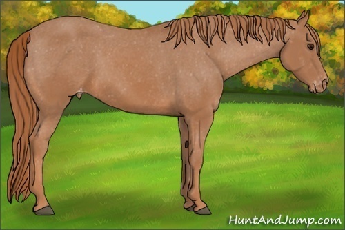 Horse Color:Chestnut Appaloosa 