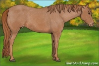 Horse Color:Chestnut Varnish 