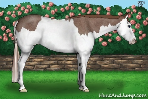 Horse Color:Red Roan Splash 