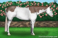 Horse Color:Red Roan Splash 