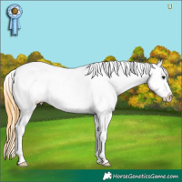 Horse Color:White Spotted Smoky Grullo Appaloosa