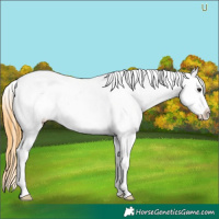 Horse Color:White Spotted Buckskin Appaloosa 