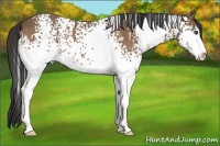 Horse Color:White Spotted Buckskin Sabino