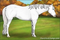 Horse Color:Chocolate Palomino Pearl Sabino Varnish Rabicano 