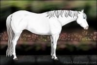 Horse Color:Liver Chestnut Sabino Frame Appaloosa Rabicano 